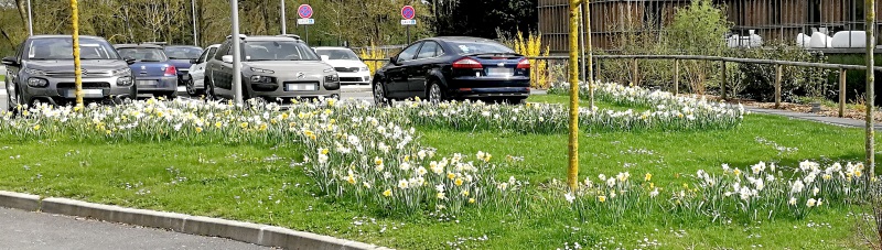 Mourmelon fleurissement printemps 13 04 2018