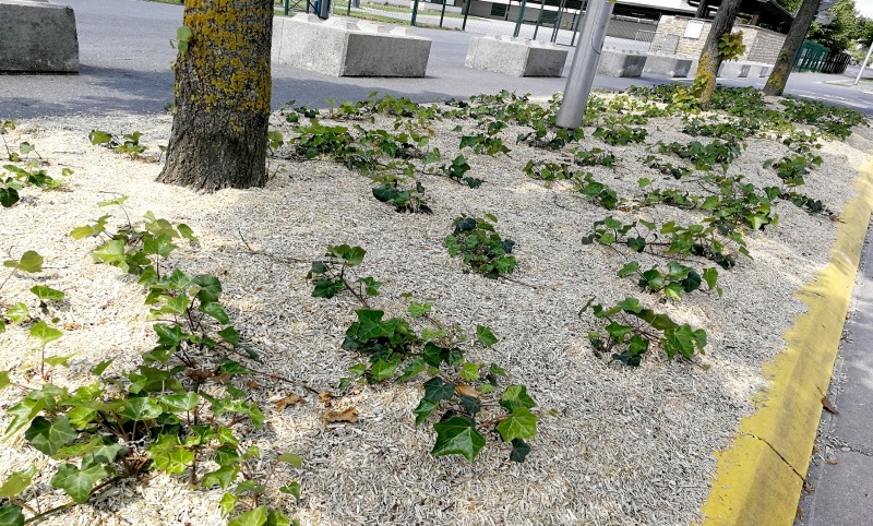 Mourmelon fleurissement printemps 23 05 2018 42