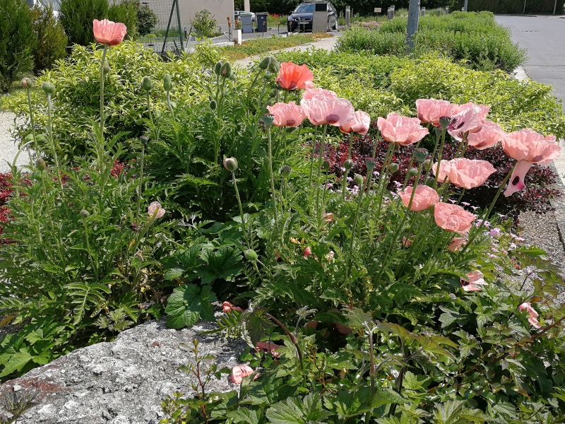 Mourmelon fleurissement printemps 23 05 2018 8