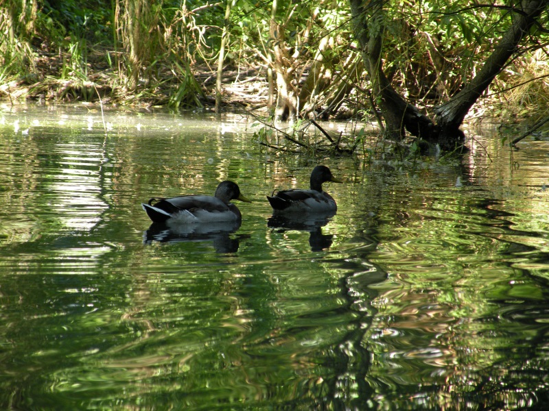 E2 les parcs et jardins bois des soeurs 2