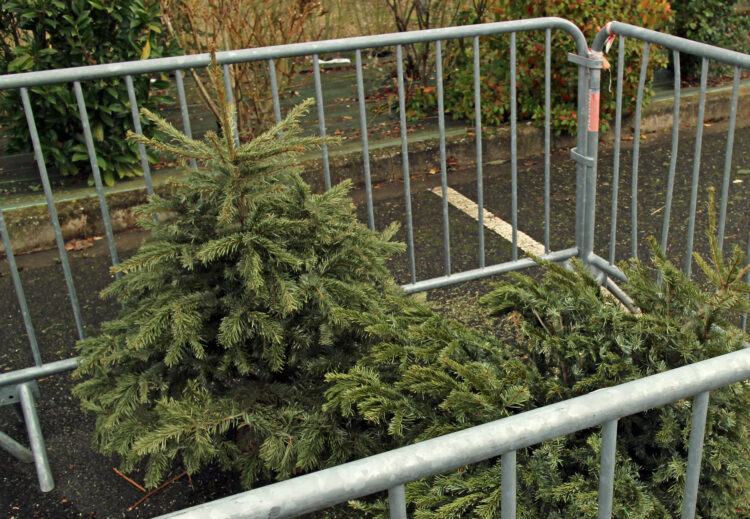 Mourmelon sapin noel